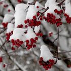 Wild ash into snow