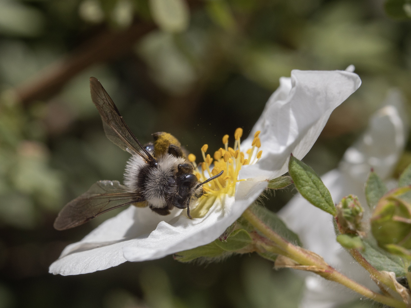 Wild auf Pollen