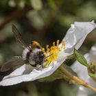 Wild auf Pollen