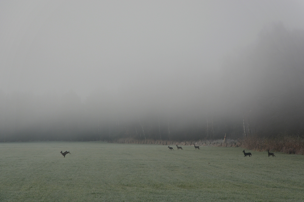 Wild aus dem Nebel