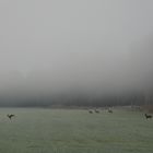 Wild aus dem Nebel