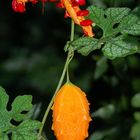 Wild Balsam Apple