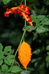 Wild Balsam Apple