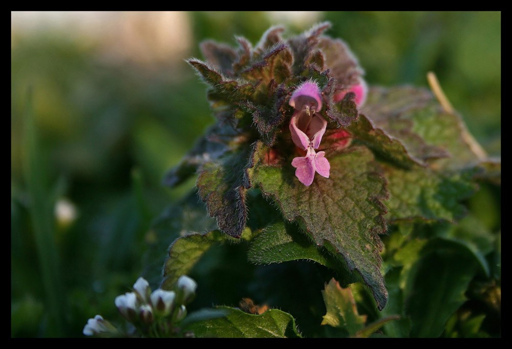 Wild Beauties for Canan...