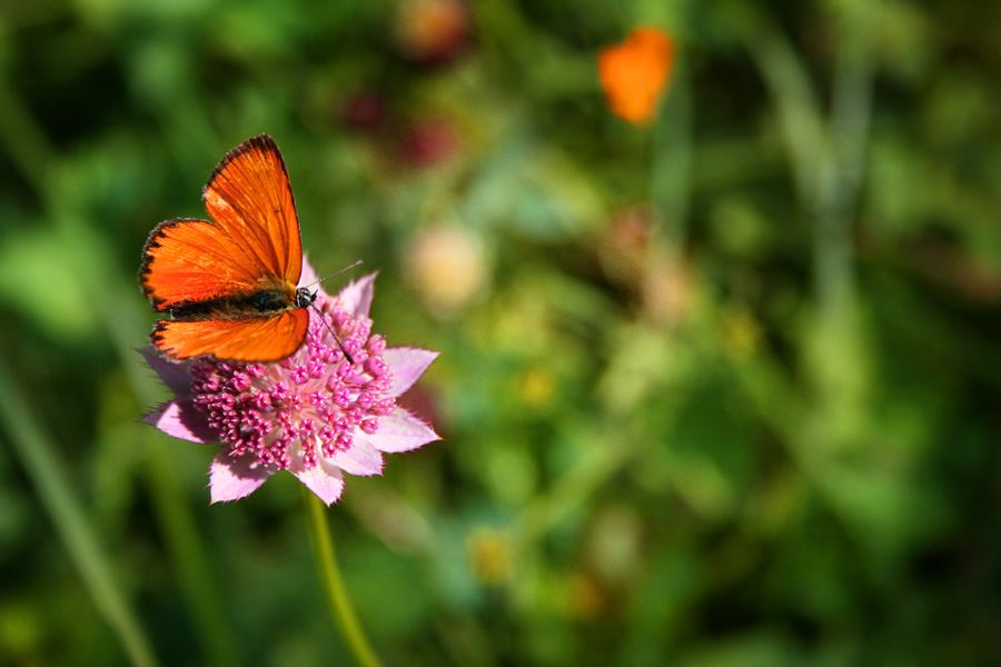 wild beauty