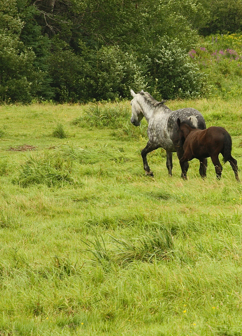 Wild beauty