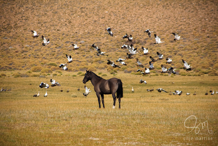 Wild beauty, Laguna Blanca, Patagonia