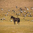 Wild beauty, Laguna Blanca, Patagonia