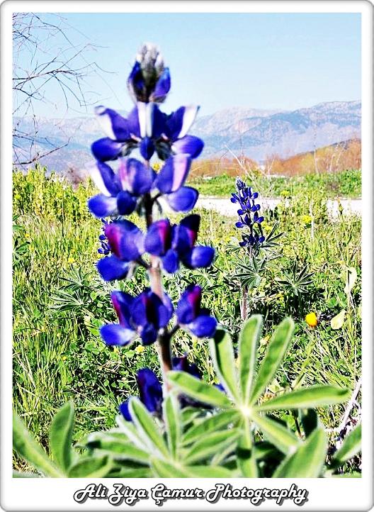 Wild beauty of the countryside: lupine flower