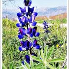 Wild beauty of the countryside: lupine flower