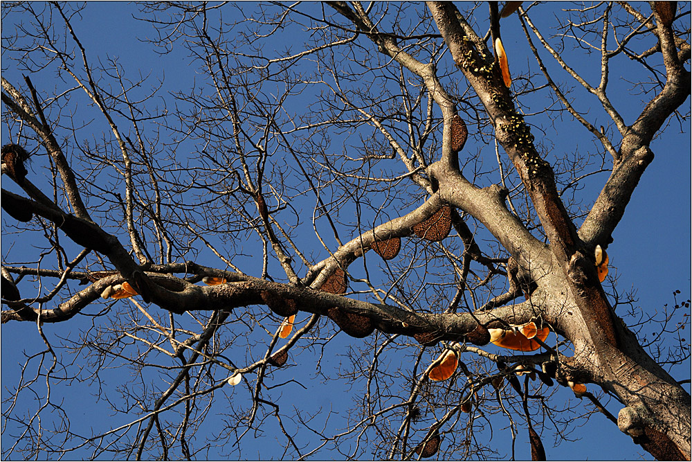 wild-bees-tree