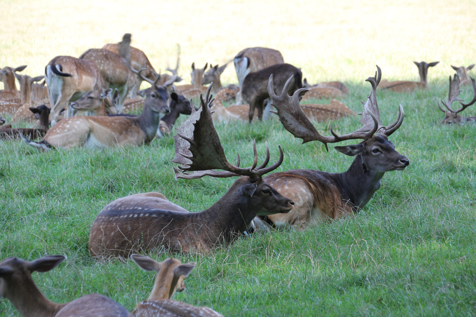 Wild bei der Siesta