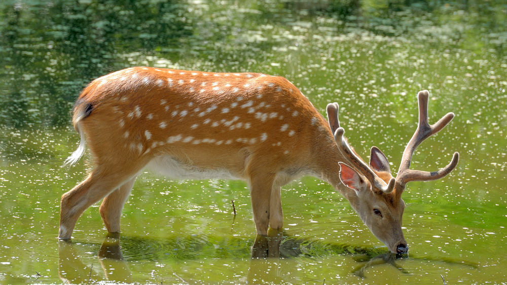 Wild beim Trinken