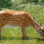 Wild beim Trinken