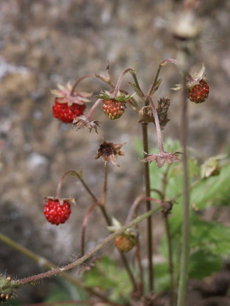 Wild Berries