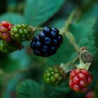 Wild Berries