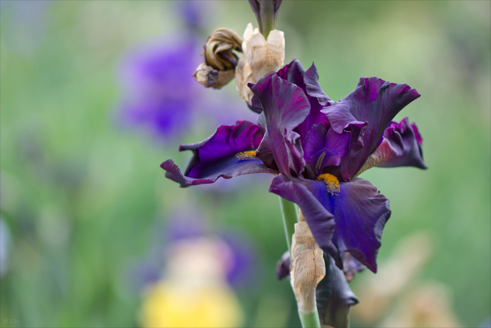 wild-bewegte Schönheit