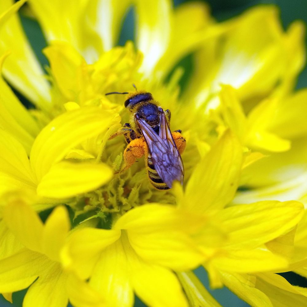 (Wild-)Biene in gelber Blüte