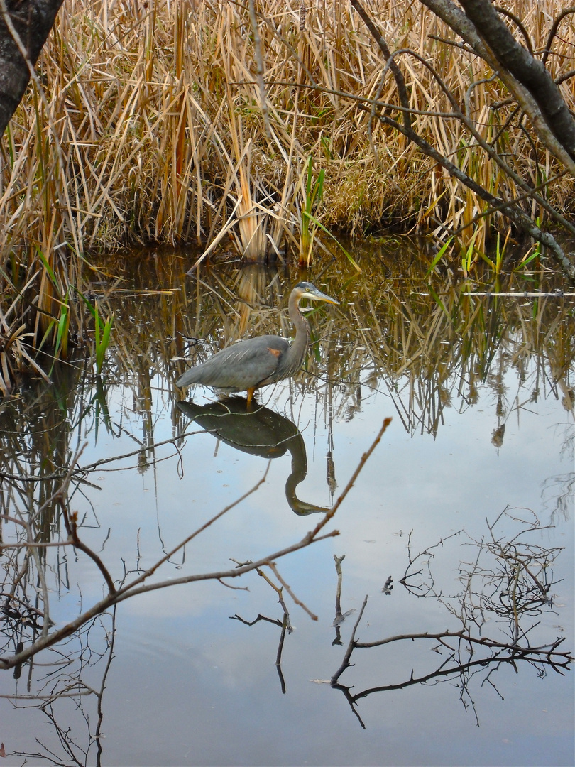 Wild Bird Reflection