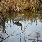 Wild Bird Reflection