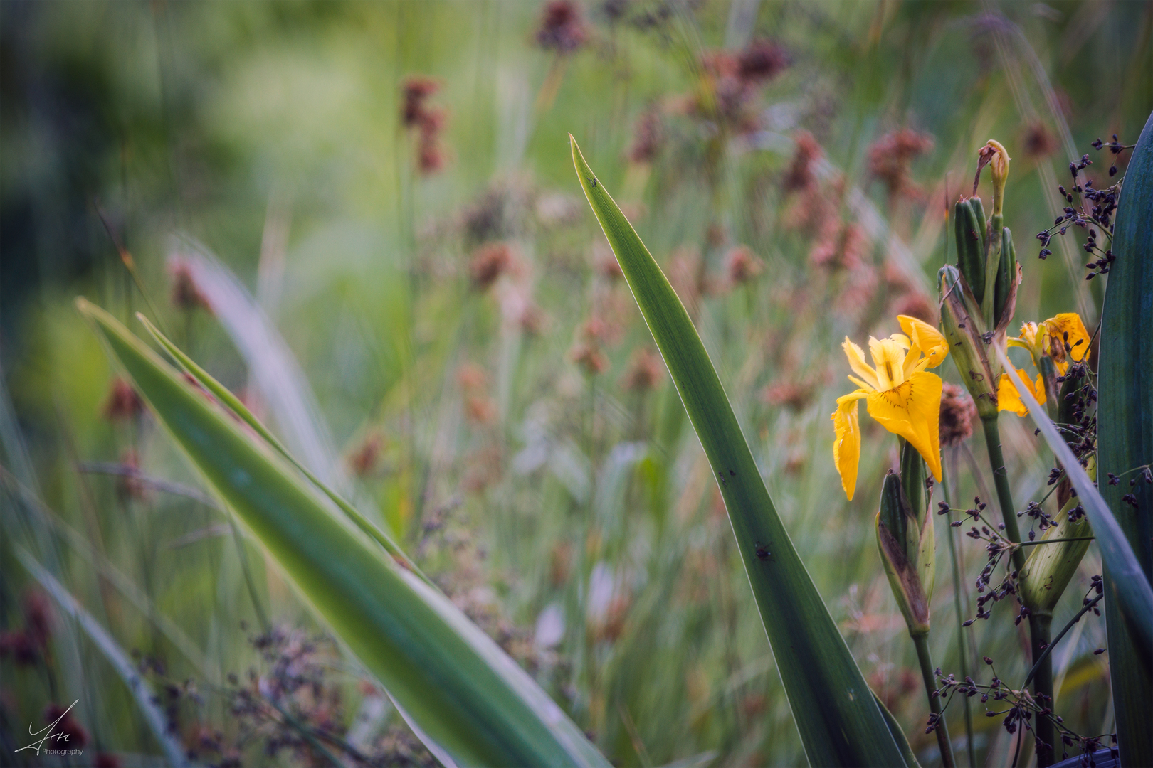 wild blühend