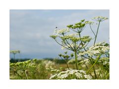 wild-blumen