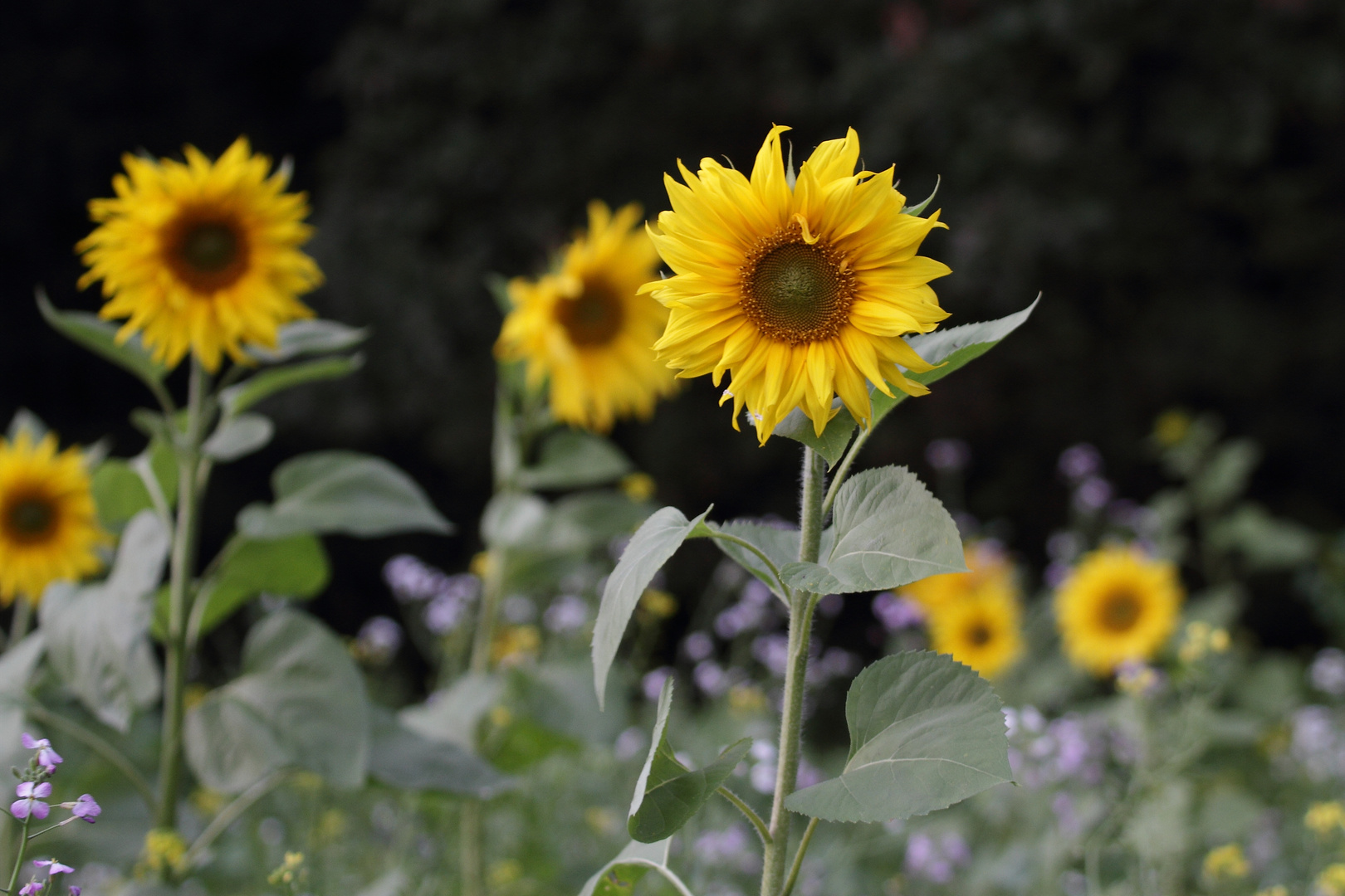 "Wild - Blumen" - Feld