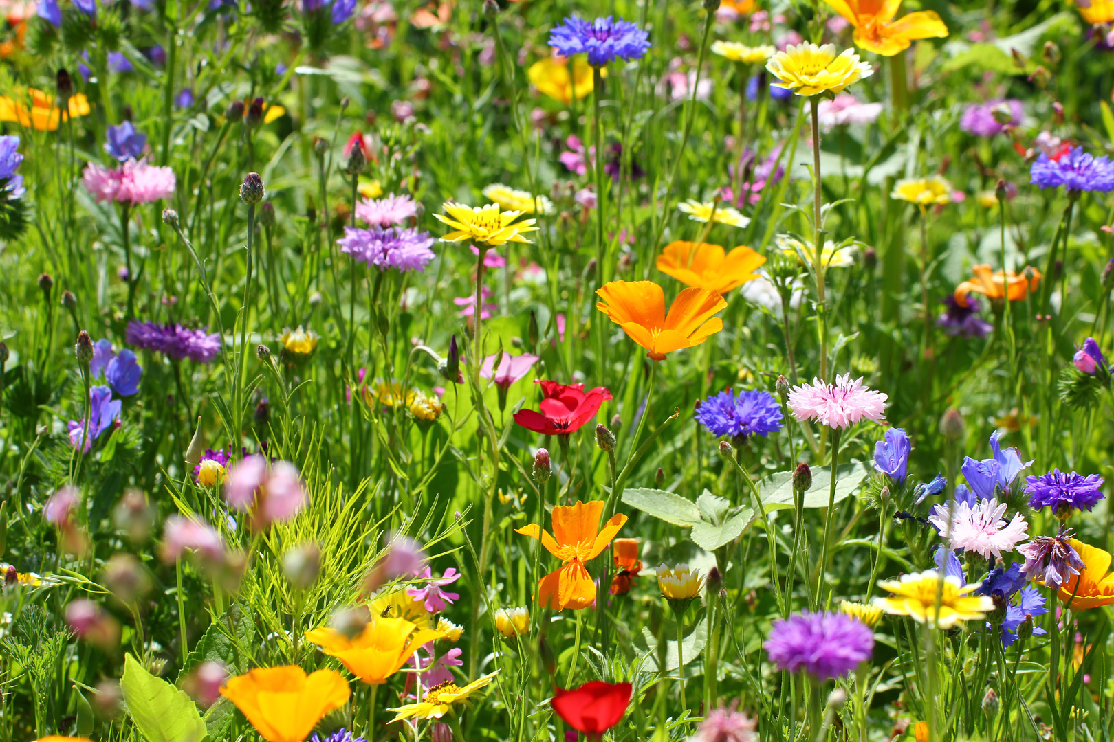 (Wild)Blumenwiese Foto & Bild pflanzen, pilze & flechten, blüten
