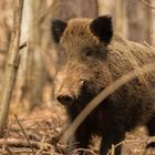 Wild boar