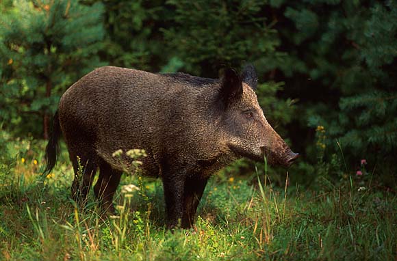 Wild Boar