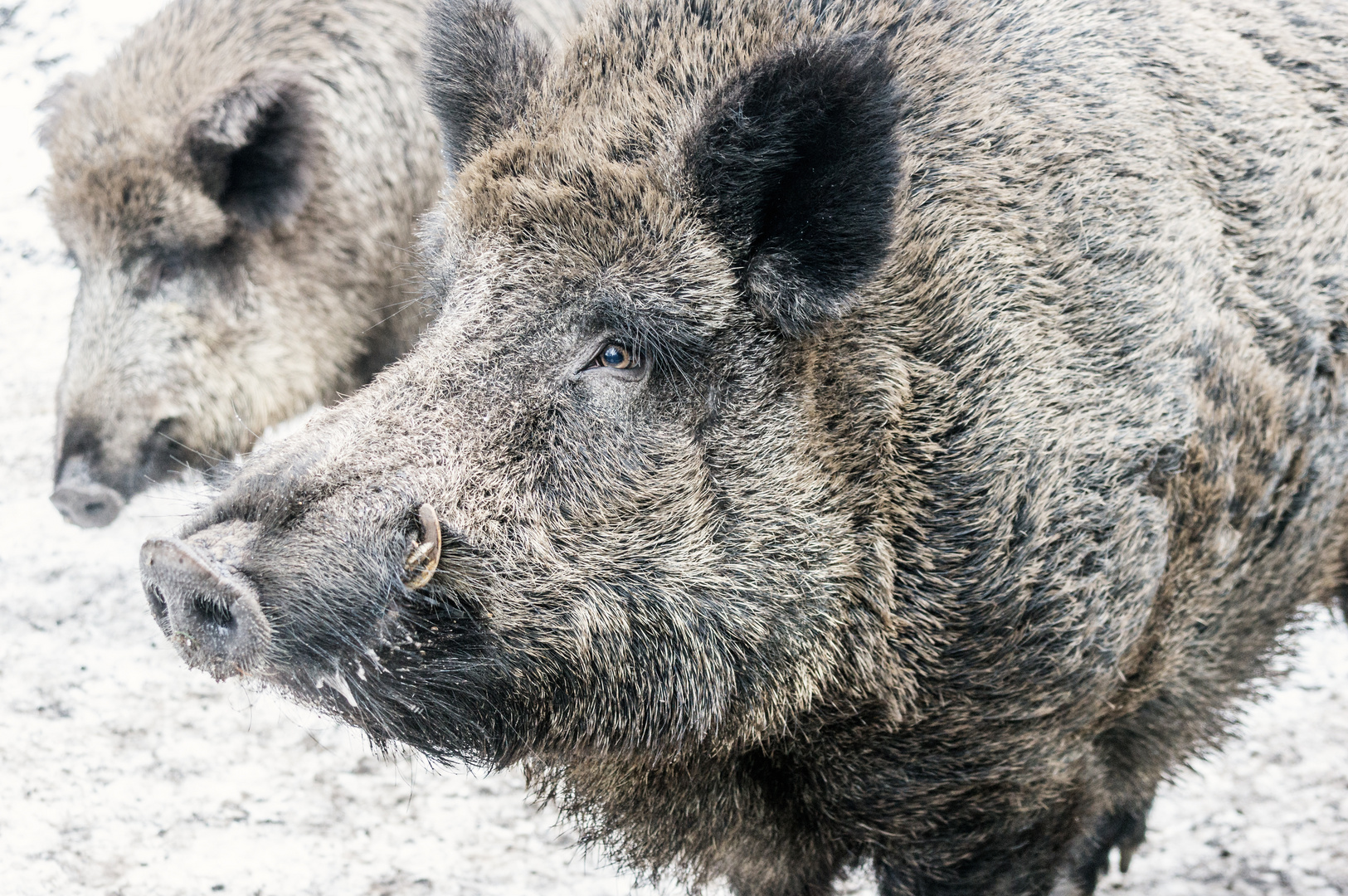 Wild Boar - Ein Besuch im Wildpark Eekhold