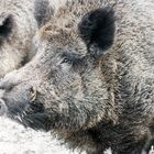 Wild Boar - Ein Besuch im Wildpark Eekhold