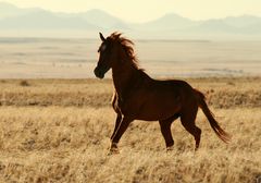 Wild - born, in freier Natur