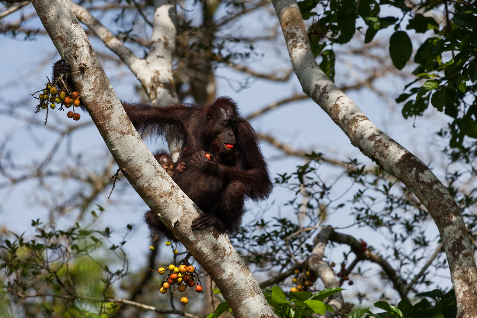 Wild Borneo - Orang Utans am Kinabatangan