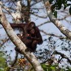 Wild Borneo - Orang Utans am Kinabatangan