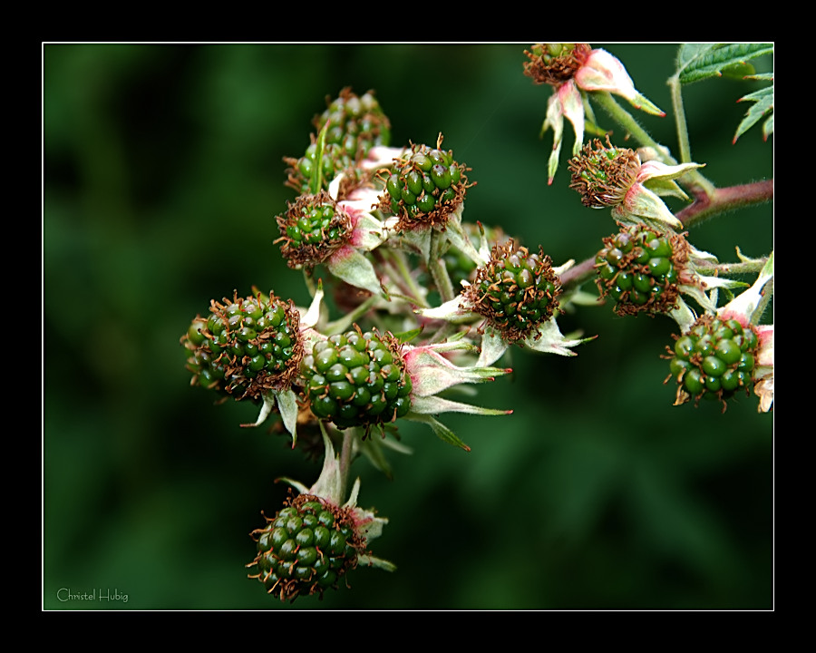 Wild - Brombeere...