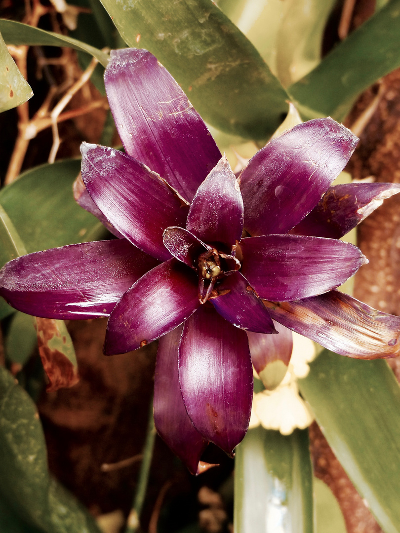 wild bromeliad