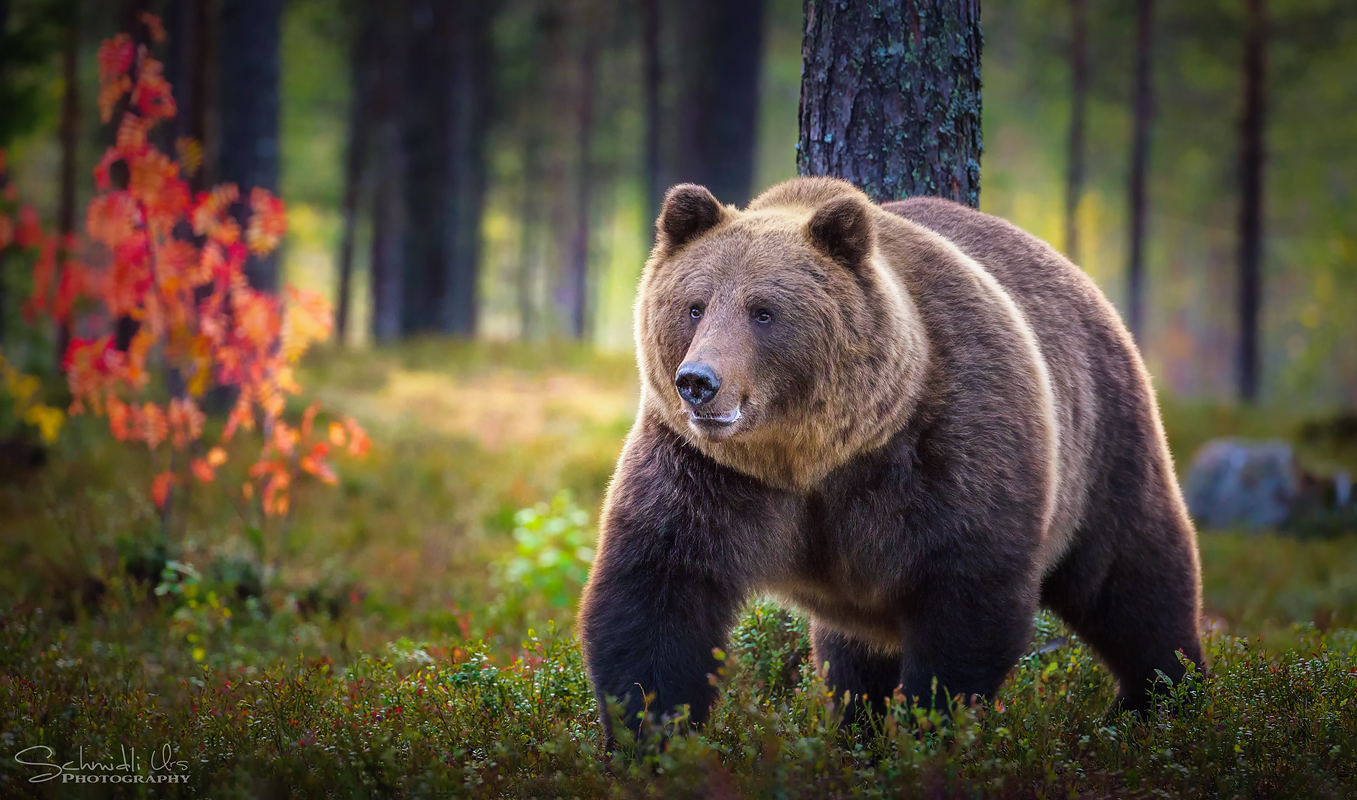 Wild Brown Bear