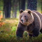 Wild Brown Bear