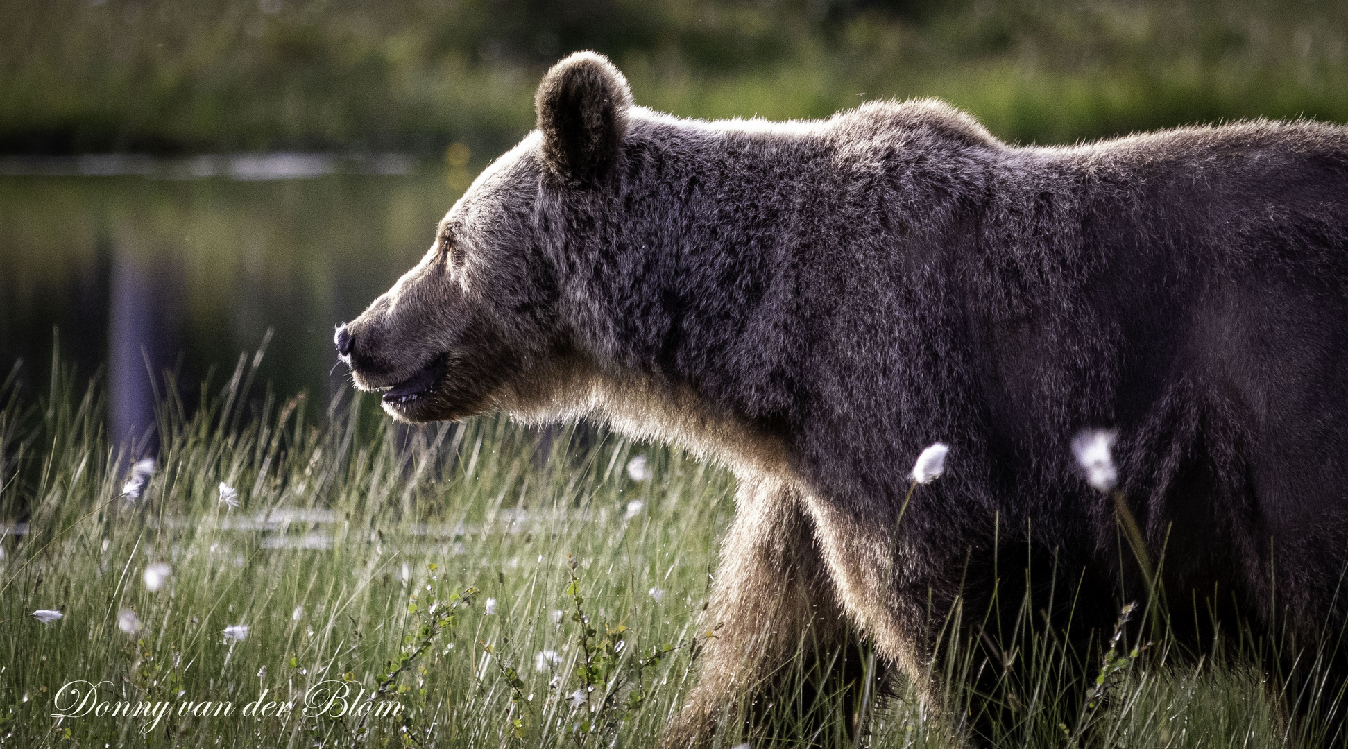 Wild brown bear