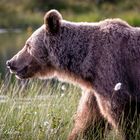 Wild brown bear