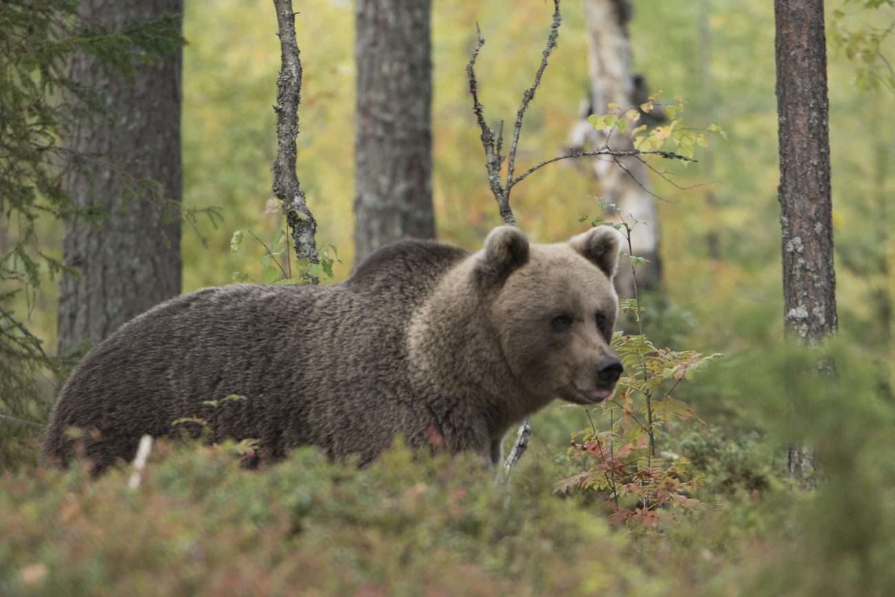 wild brown bear (Ursus arctos)