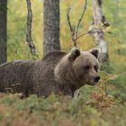 wild brown bear (Ursus arctos)