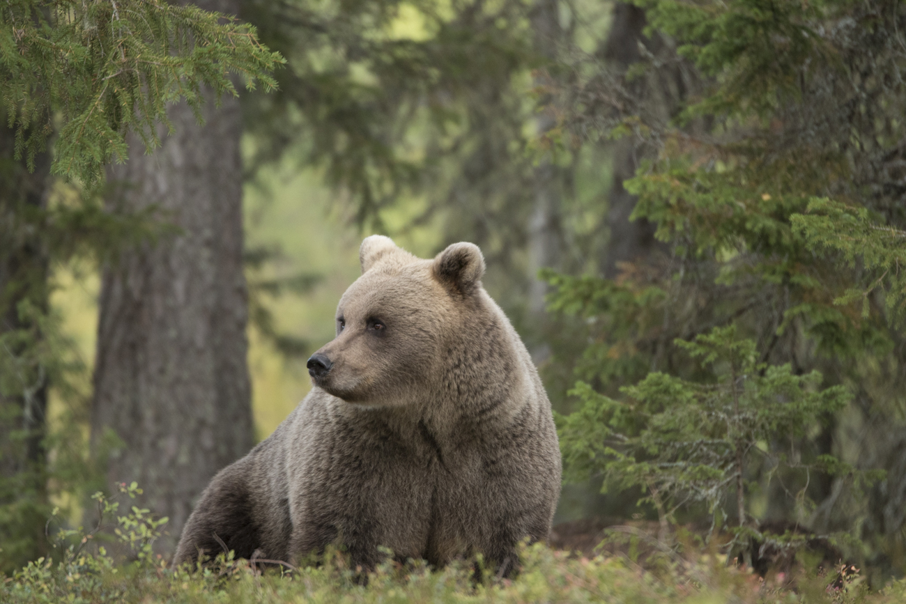 wild brown bear (Ursus arctos)