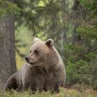 wild brown bear (Ursus arctos)