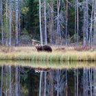 wild brown bear (Ursus arctos)