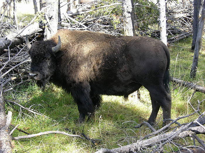 "wild buffalo" im Yellowstone NP