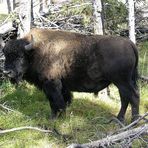 "wild buffalo" im Yellowstone NP