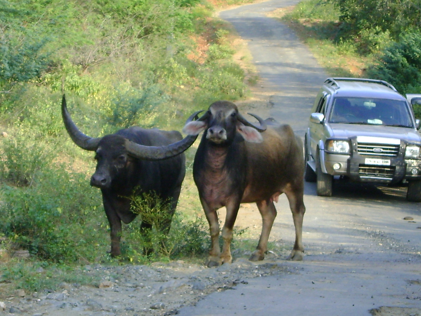 wild bull with its mate