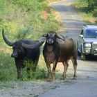 wild bull with its mate